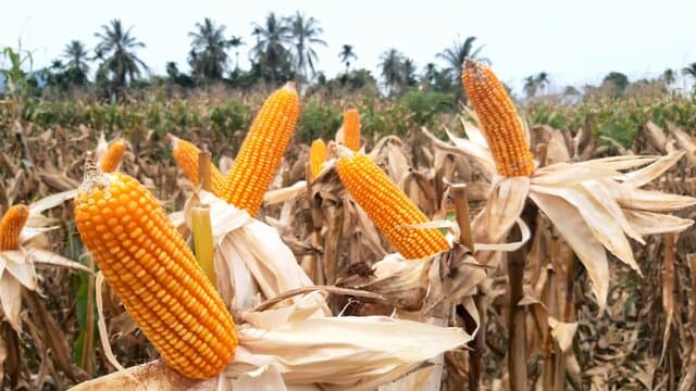 Stop Impor Jagung, Kementan Minta Bulog dan GPMT Serap Panen Petani