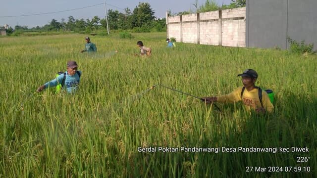 Amankan Panen, Petani Jombang Lakukan Pengendalian Wereng