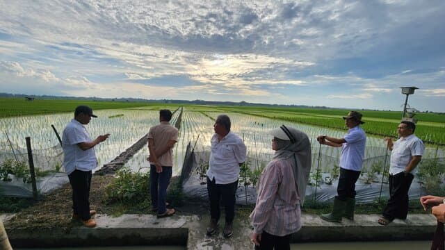 Optimalisasi Lahan di Lampung, Kementan-TNI Terjun ke Lapangan Setiap Hari