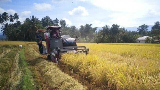 Panen Raya, Jawa Barat Siap Hasilkan 737 Ribu Ton Beras