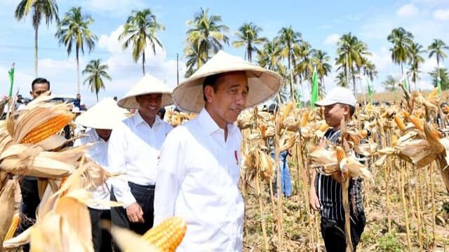 Presiden: Harga Jagung dan Gabah Turun Berarti Produksi Melimpah, Saatnya Bulog Lakukan Penyerapan