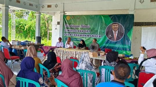 Kendalikan Lalat Buah pada Tanaman Mangga, Kementan Kenalkan Teknologi ME Block