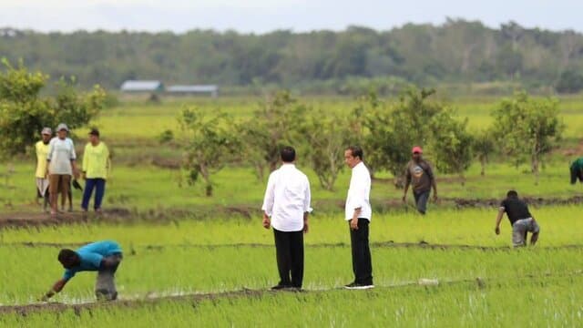 Presiden Kunjungi Pertanian Modern di Distrik Kurik, Mentan Amran Optimis Merauke Jadi Lumbung Pangan Indonesia Timur