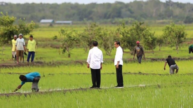 Presiden Jokowi dan Ibu Iriana Tinjau Simulasi Drone Tabur Pupuk di Papua Selatan