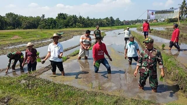 Program PAT Padi di Bali Meningkat Tajam, Tabanan Capai 383%