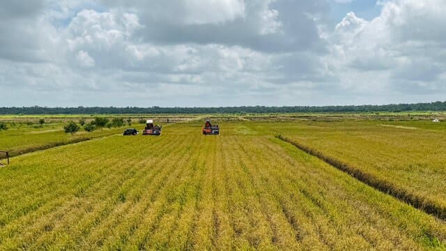 Masyarakat Merauke Panen Raya Padi Seluas 14.000 Hektar Hasil Optimasi Lahan Kementan