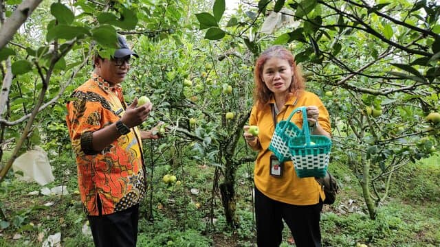 Kementan Optimis, Apel Kota Batu Siap Berdaya Saing