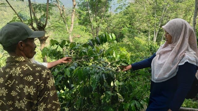 Dorong Produksi Kopi, Kementan Bagikan 200 Ribu Benih Kopi Gratis ke Petani Luwu