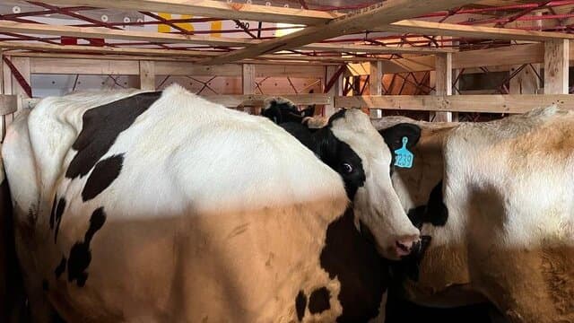 Komitmen Investasi! Sapi Perah Bunting Impor Tiba Perdana di Tanah Air