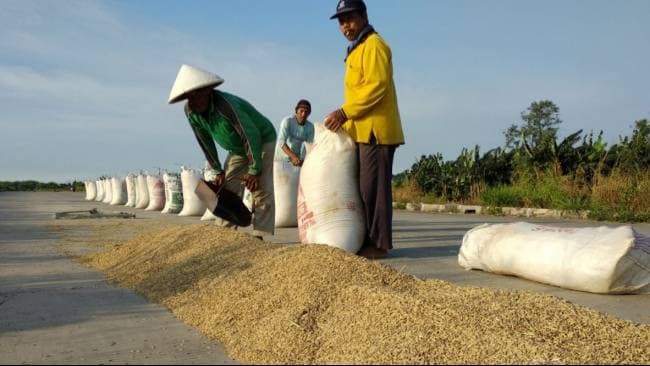 Gabah di Kaltim Anjlok, Petani di Penajem Paser Utara Desak Bulog Segera Lakukan Penyerapan Sesuai HPP