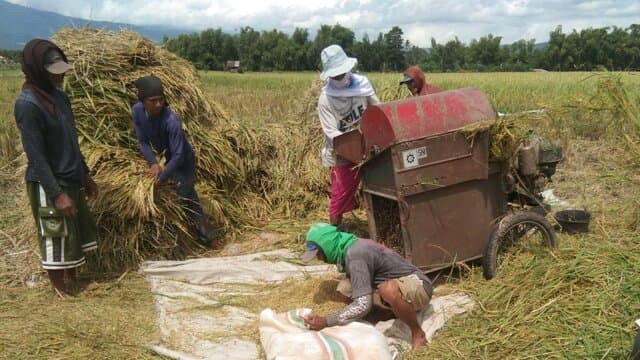 Harga Masih Rendah, Petani Jawa Timur Harap Bulog Serap Gabah