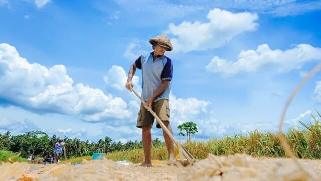 Kebijakan HPP Presiden Prabowo, Petani Panen Keuntungan