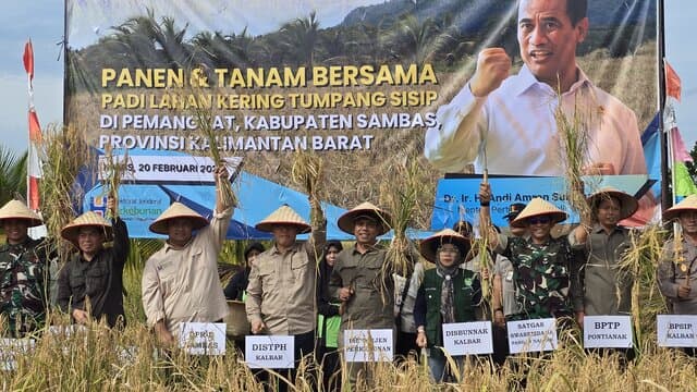 Petani Sambas Panen Perdana Padi di Lahan Kelapa dan Jeruk