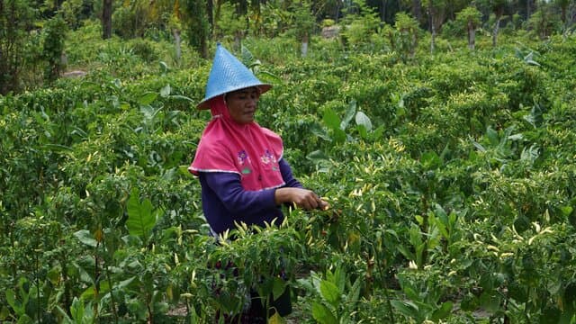 Kementan dan Para Champion Cabai di NTB Gelar Aksi Hadirkan Cabai Harga Petani