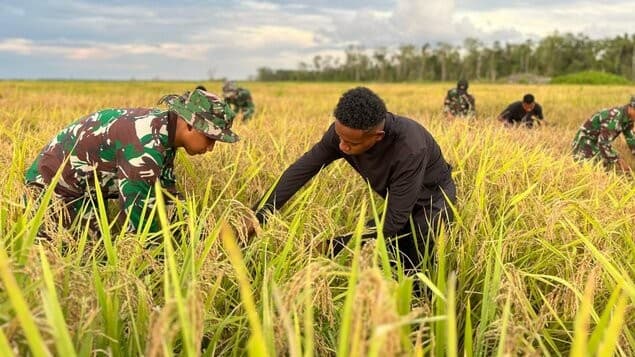 Panen Perdana, Sawah Wanam Buka Jalan Swasembada Pangan dari Papua