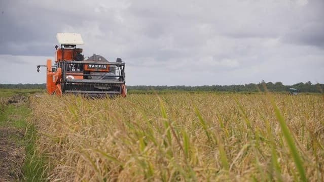 FAO Prediksi Produksi Beras Indonesia Capai 35,6 juta ton, Cetak Sejarah Baru