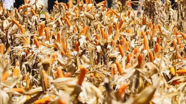 Mentan Tegaskan Produksi Jagung Nasional Surplus