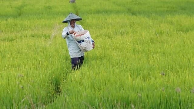 Pemerintah Pastikan Stok Pupuk Subsidi Aman, Petani Siap Hadapi Musim Tanam Okmar