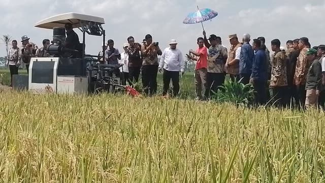 Mentan Amran Panen Padi di Kabupaten Banyuasin, Yakin Bisa Jadi Lumbung Pangan Nasional Nomor Satu