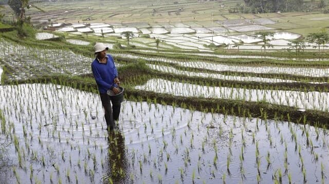 Swasembada di Depan Mata, Kinerja Kementan Bikin Publik Optimis Pangan Nasional Aman