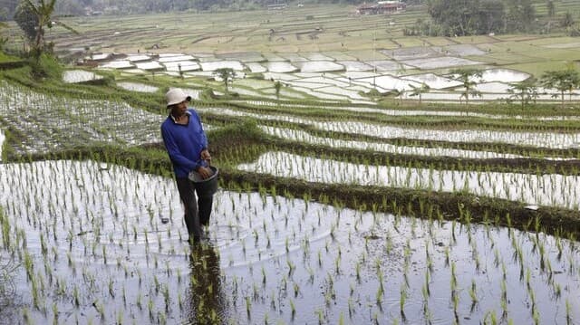 Kegembiraan Petani dari Harga Pupuk Turun 20%, Biaya Ringan, Harapan Panen Meningkat