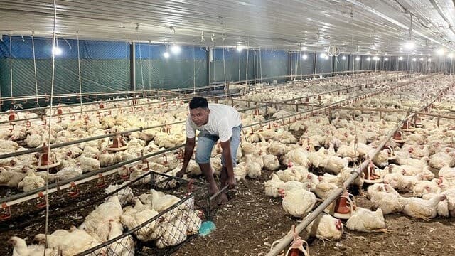 Mentan: Industri Pembibitan dan Pakan oleh BUMN untuk Menopang Seluruh Peternak Kecil