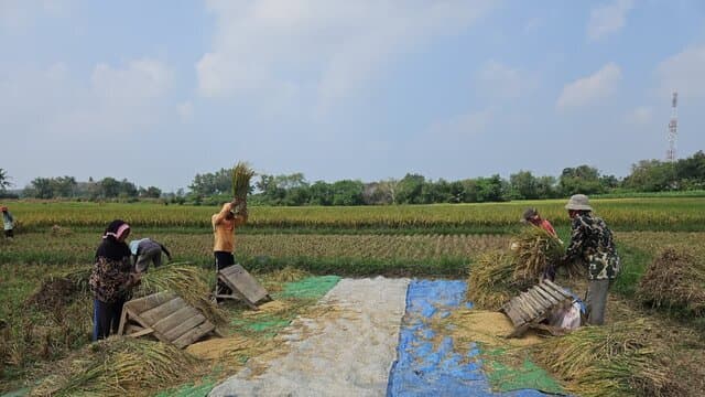 Mentan Amran Lapor ke Presiden : Produksi Beras 2025 Tertinggi, Naik 4,1 Juta Ton