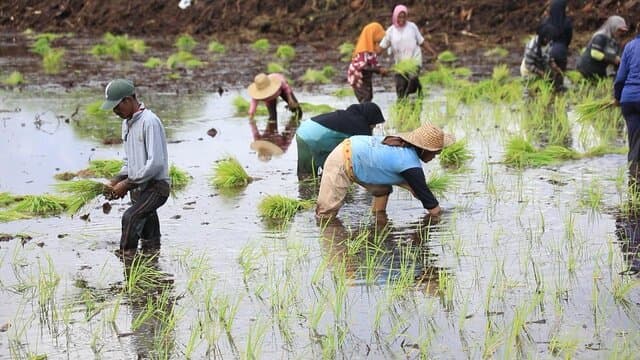 Puncak Musim Hujan, BMKG : Momentum Tingkatkan Produksi Pangan Nasional