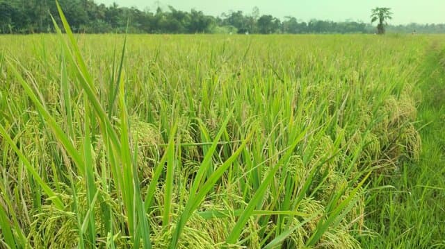 Proyeksi Produksi Padi Tembus 60 Juta Ton, Luas Panen Meningkat Dua Digit