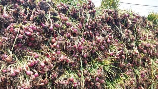 Mengenal KAD, Cara Taktis Amankan Ketersediaan Bawang Merah