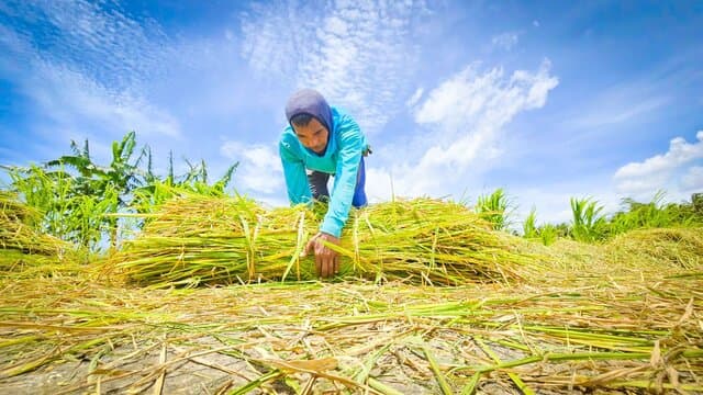 NTP Cetak Rekor Tahun 2025, Tembus 125,35