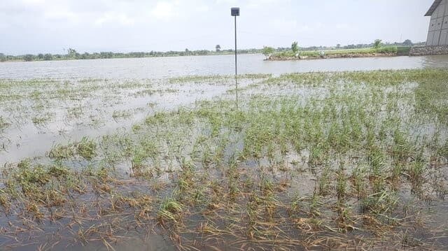 Hadapi Pola Hujan Awal 2026, Kementan Perkuat AUTP Jaga Produksi Padi dan Lindungi Petani