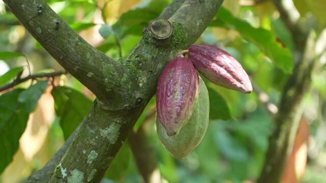 Nilai Ekspor Kakao Tembus US$ 2,65 Miliar, Hilirisasi Jadi Kunci