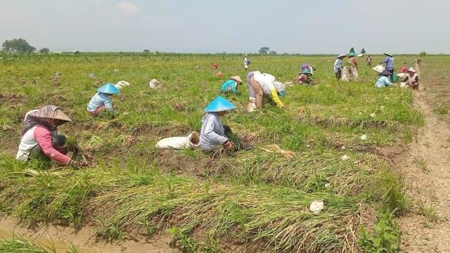 Panen Raya Bawang Merah di Cirebon, Kementan Pastikan Pasokan Aman Jelang Ramadan hingga Lebaran