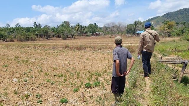 Hadapi El Nino, Kementan Dorong Petani Gunakan AUTP untuk Lindungi Produksi
