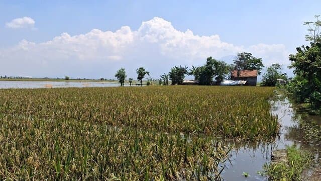 Kementan Dukung Percepatan Klaim AUTP di Lamongan, Tegaskan Perlindungan Petani untuk Jaga Produksi