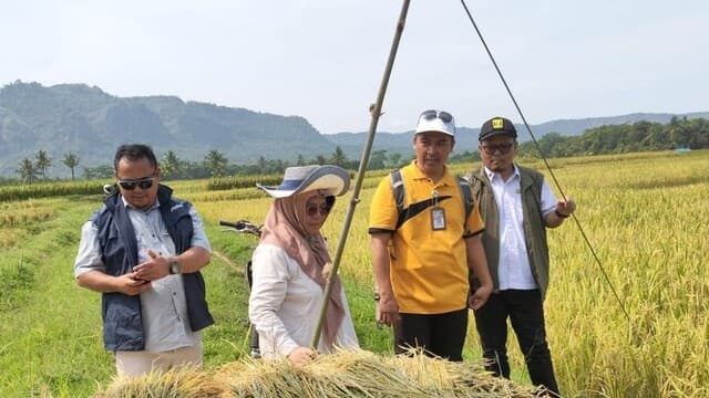 Pusat PVTPP Kementan Gercep Turun Memastikan Hasil Panen Padi Diserap Bulog