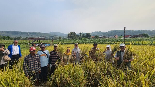 Dukung Swasembada Pangan Berkelanjutan, PVTPP Dampingi Pengembangan PM-AAS di Sukabumi, Produktivitas Padi Capai 11,2 Ton per Hektare