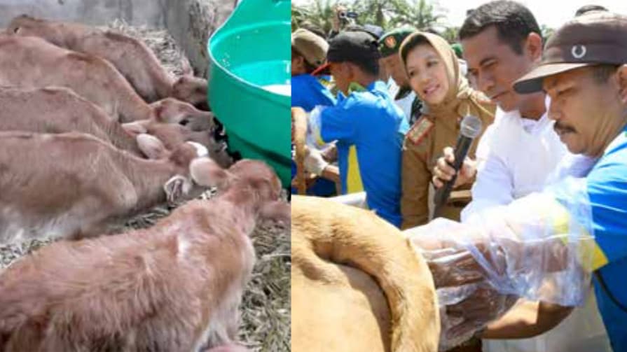 SIWAB Jalan Menuju Swasembada