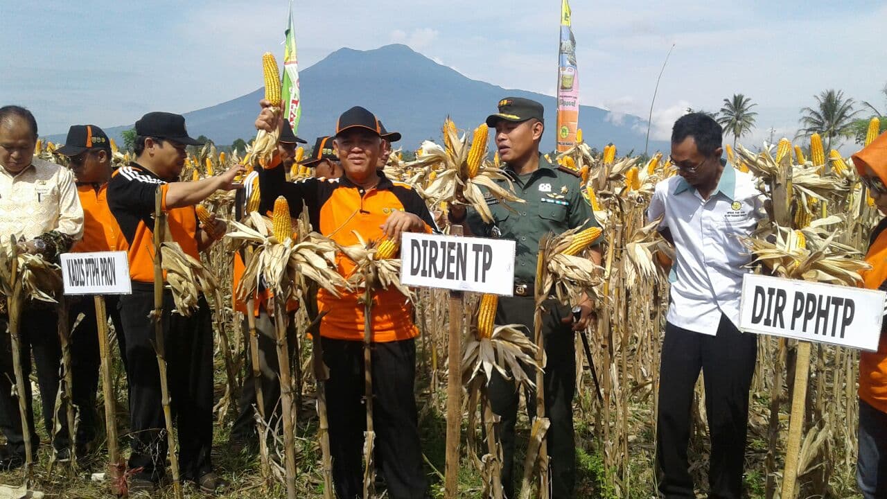 Desember 2016, Kesejahteraan Petani Meningkat Lagi. Tertinggi Perkebunan Rakyat.