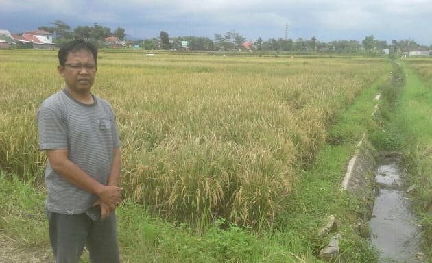 Kabupaten Malang Panen Bahkan Surplus