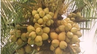 PT Unilever Tbk mengembangkan Varietas Unggul Kelapa Hasil Teknologi Balitbangtan