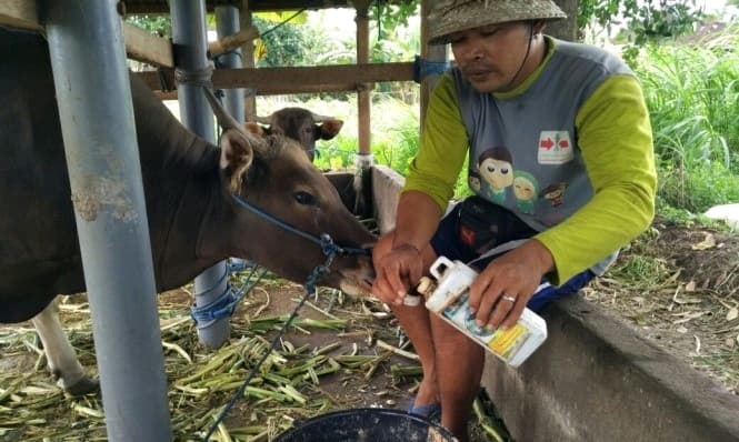 BPTP Bali Ciptakan Moladef Untuk Tingkatkan Produktivitas Ternak