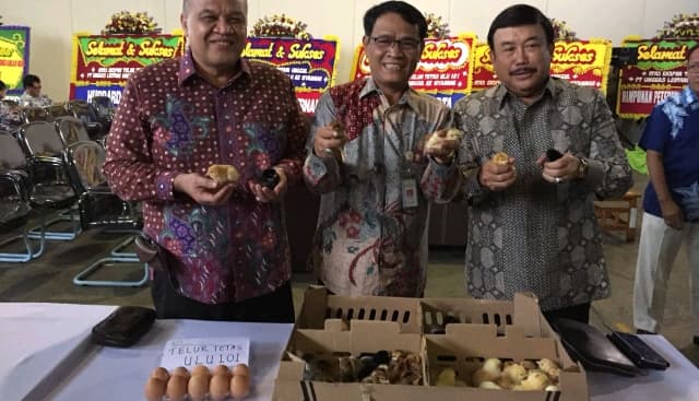 Ekspor Telur Tetas Ayam Tembus ke Myanmar