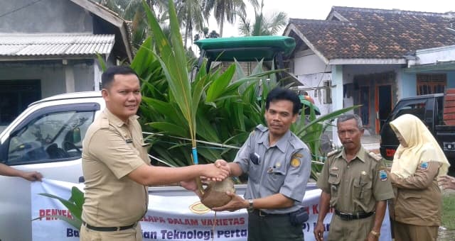 Benih kelapa KPK untuk Revitalisasi Lahan di Lampung Selatan