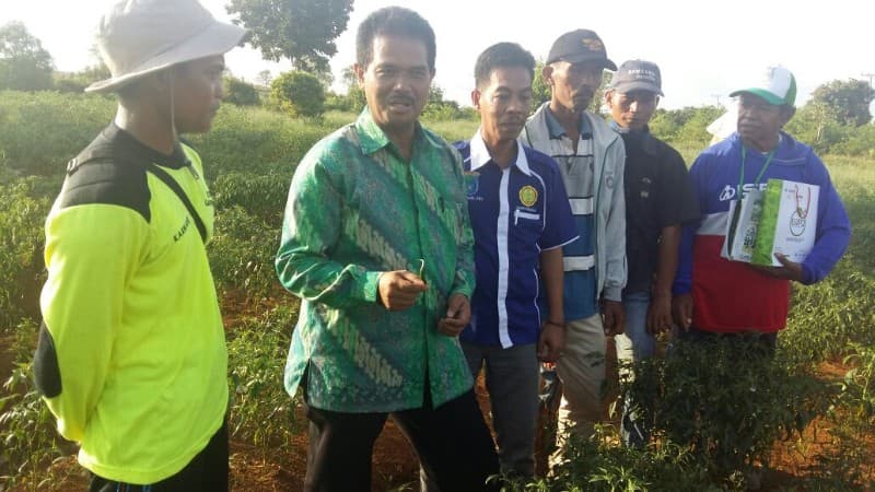 Menggenjot Produksi Cabai Sumatera Selatan