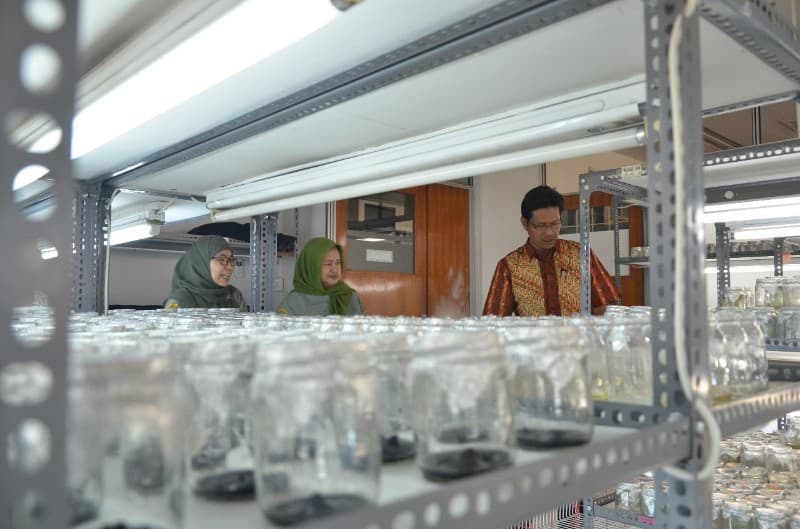 Multiguna Bioteknologi Kultur In Vitro Menarik Minat Mahasiswa Pascasarjana IPB
