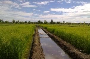 Tata Air Satu Arah: Kunci Keberhasilan Pertanian Rawa Pasang Surut