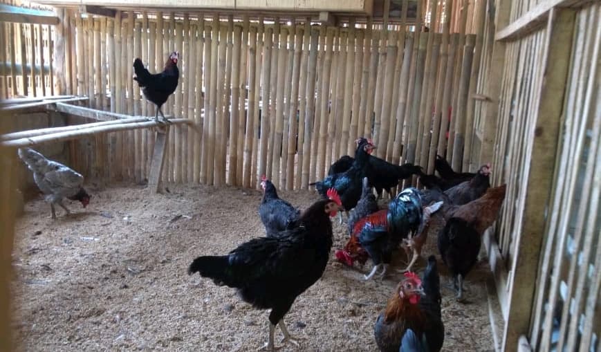 Ayam KUB Balitbangtan Geser Ayam Arab dan Tingkatkan Minat Peternak Muda