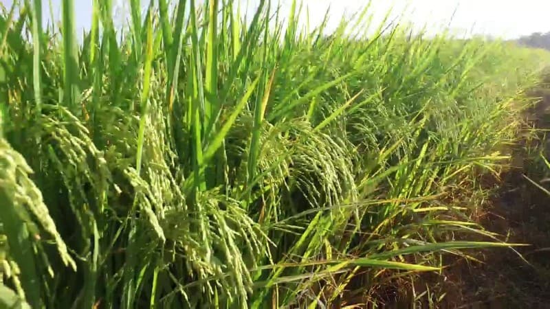 Petani di Cirebon Puas dengan Padi Varietas Inpari 40